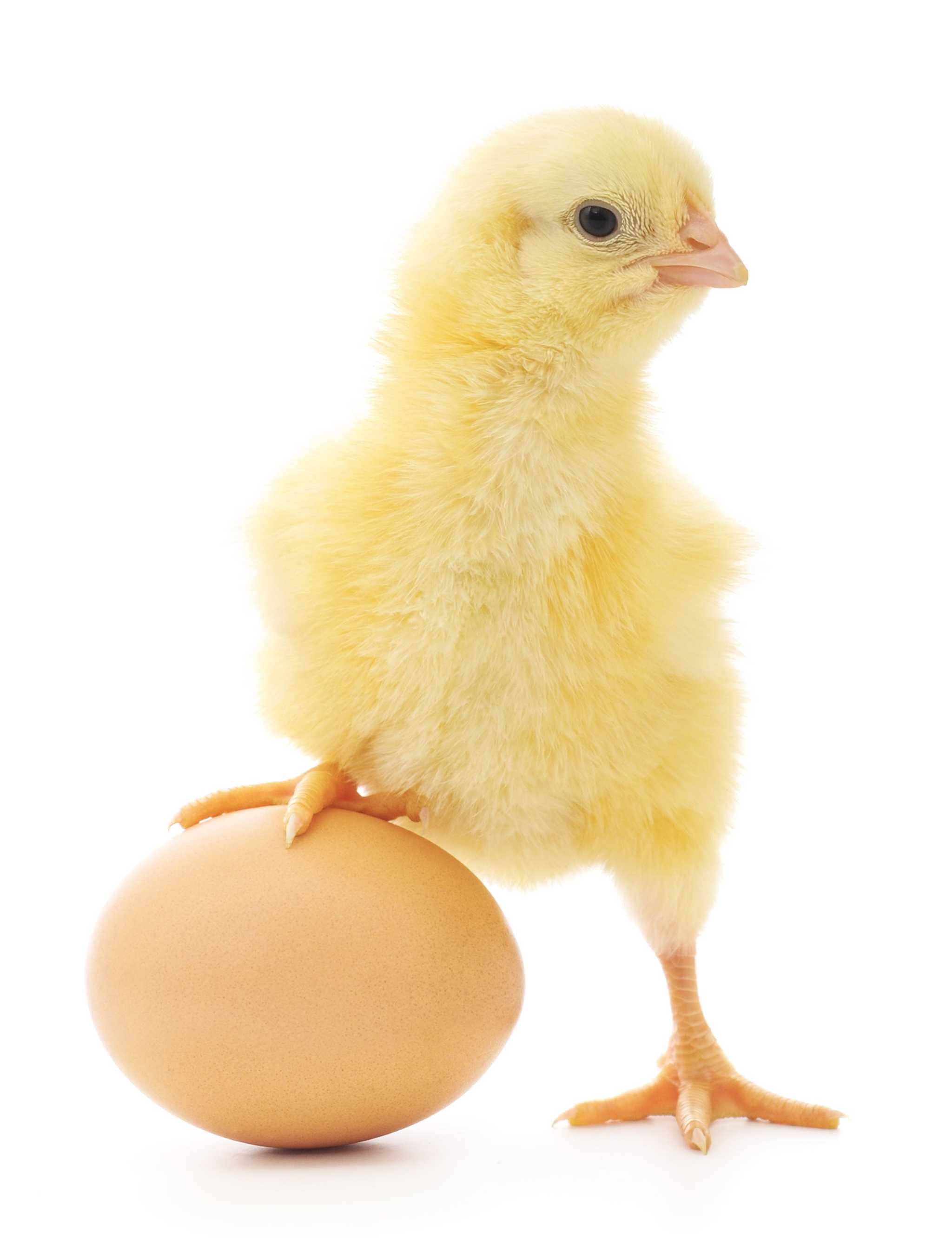 Chicken and Egg.jpg